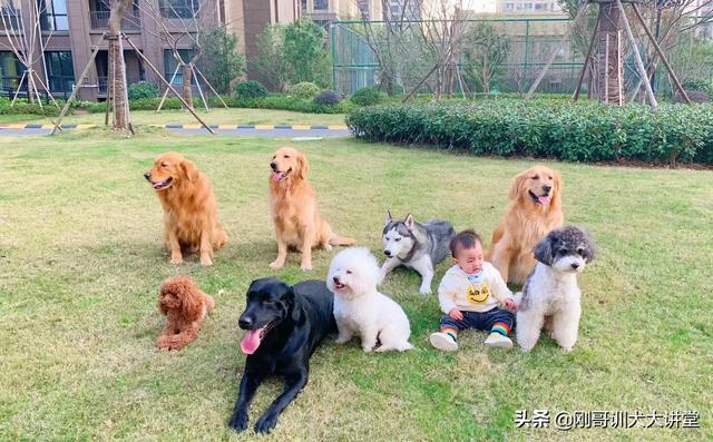 狗狗最近爱挑食不吃狗粮怎么办,第1张