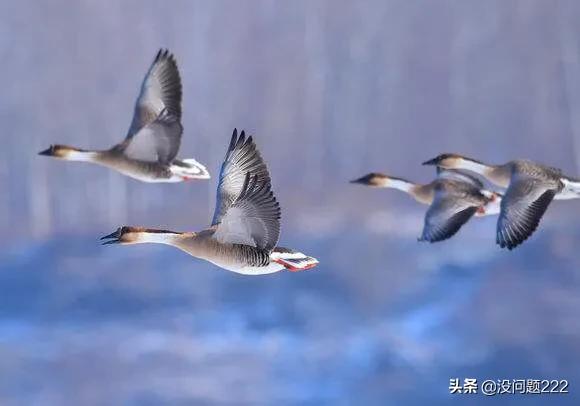 鸿雁传书的来历_清洁门户