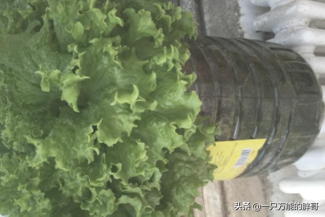 无土栽培种植技术 无土栽培种植技术实验报告