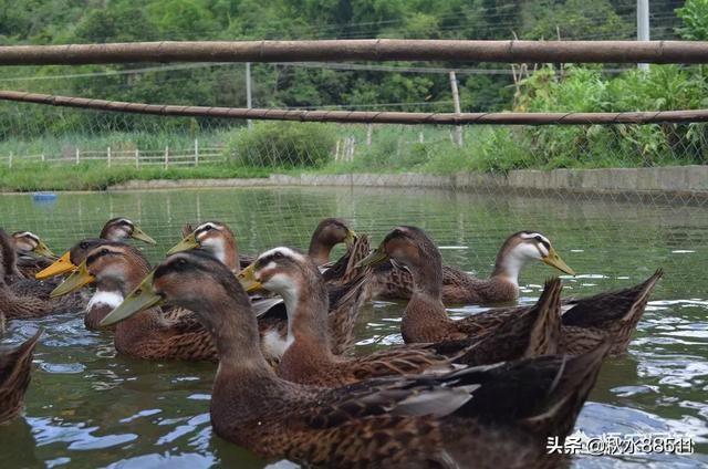 今日帮忙 养鹅没销路 养殖户犯-今天养鹅挣钱吗