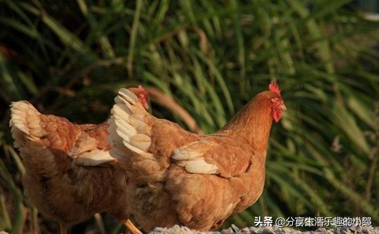 油鸡养殖订单农业怎么样，油鸡养殖基地