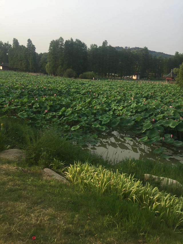 武汉大学婚纱照 武汉大学可以拍婚纱照吗