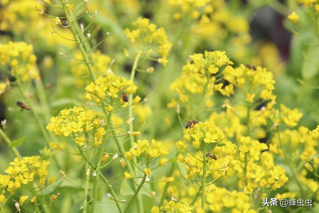 果园用什么蜂箱合适种植,果园用什么蜂箱合适种植花