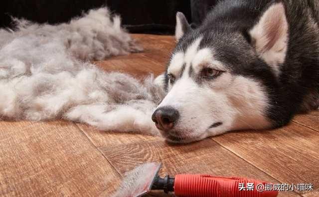 狗狗掉毛厉害是什么原因引起的,第7张