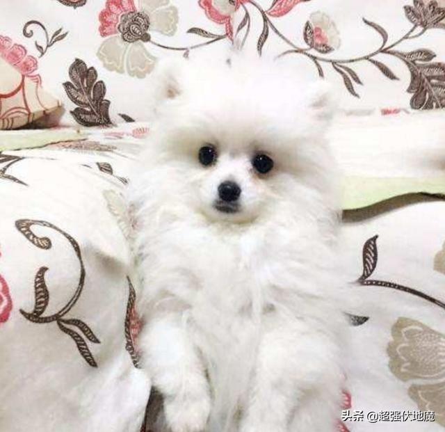 博美犬怎么看纯不纯