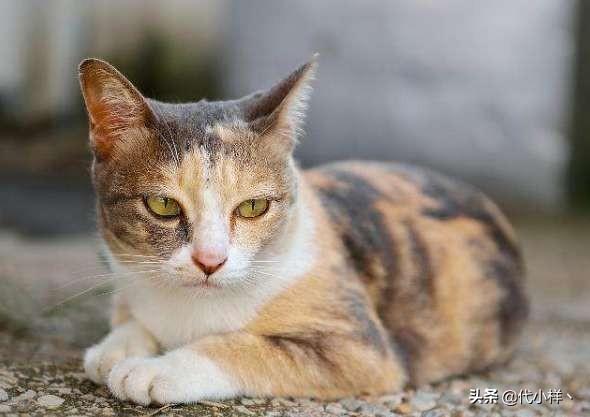 我家的猫几天不吃饭了，怎么办呢,第3张