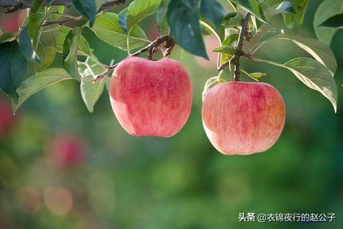 甘肃果园种植基地地址查询,甘肃果园种植基地地址查询电话