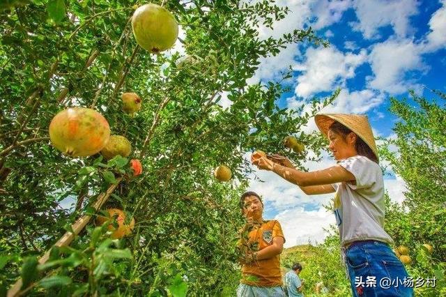 新型种植果园图片大全集,新型种植果园图片大全集高清