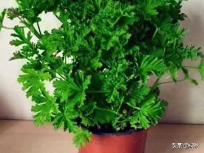 香叶天竺葵图片（香叶天竺葵种植技术）