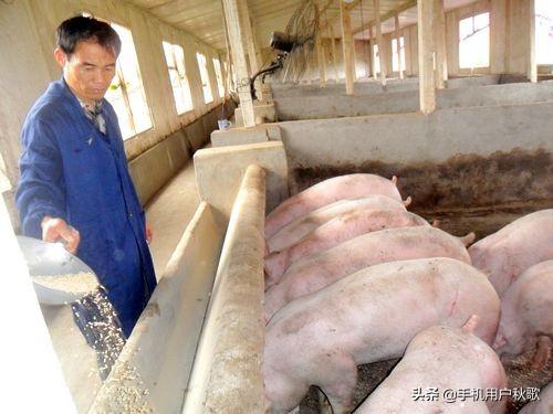 养殖不吃饲料猪平时吃啥-养殖不吃饲料猪平时吃啥好