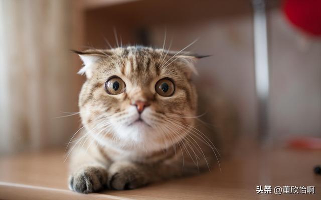 猫咪吐了怎么回事