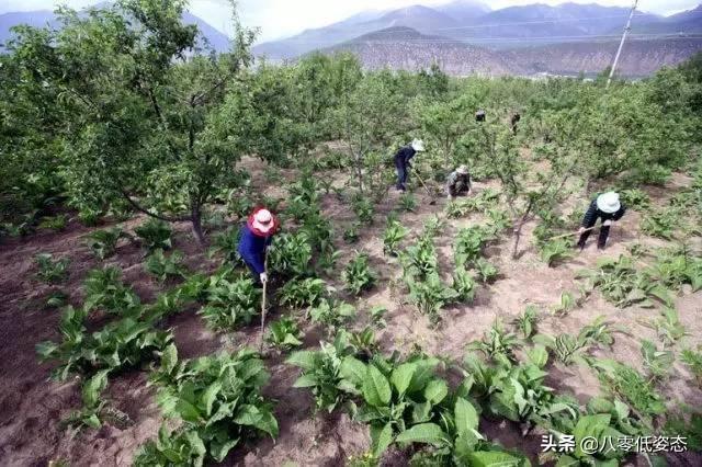 果园中可以种植的灌木,果园中可以种植的灌木有哪些