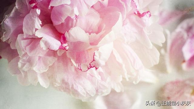 云南曲靖市麒麟区赏李花好一点的农家乐排名前三详细介绍,曲靖麒麟区农家乐推荐