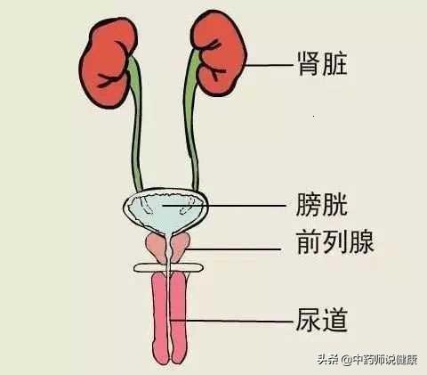 男人前列腺炎是怎么引起的(图3)