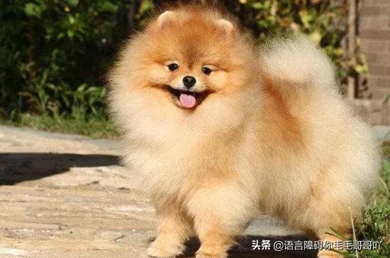 芬蘭獵犬?芬蘭獵犬小時候圖片!