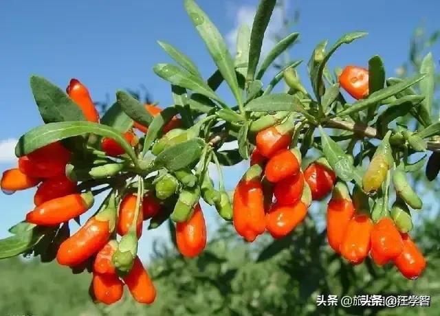 沙坡头图片（想知道:从中卫市到沙坡头区怎么坐公交？）