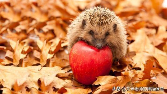 红色的外面像刺猬的水果(图1)