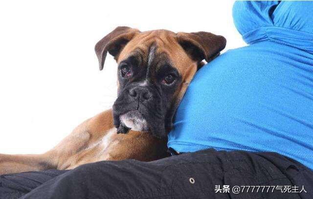 和寵物一起?和寵物一起睡覺危害!