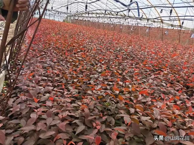 苗木种植施工方案 养护内容怎么写