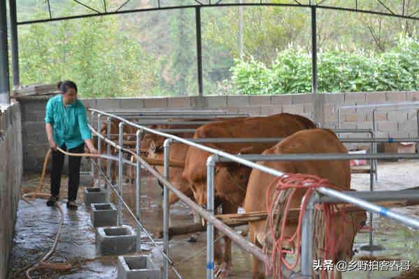 现代牛舍建设图片 牛舍建在东北方向好还是东南好？