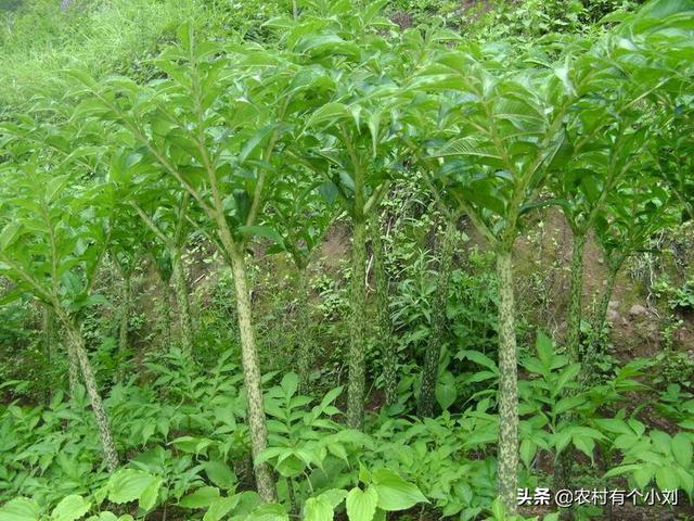 果园可以种植磨芋吗北方,果园可以种植磨芋吗北方