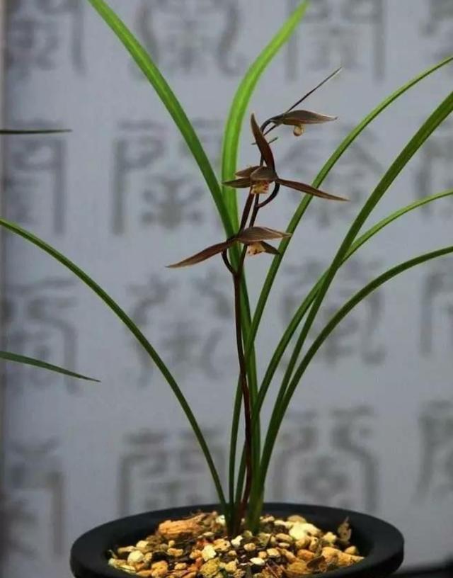 开绿色花的兰草怎么养护和管理