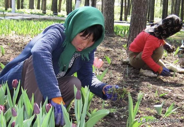 园林花卉和园林树木的异同 花卉有哪些 浇水方法-园林花卉和园林树木在园林中的作用有何异同点?