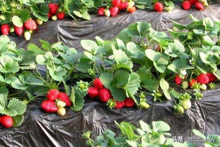 草莓苗的种植方法及管理，盆栽草莓苗的种植方法及管理