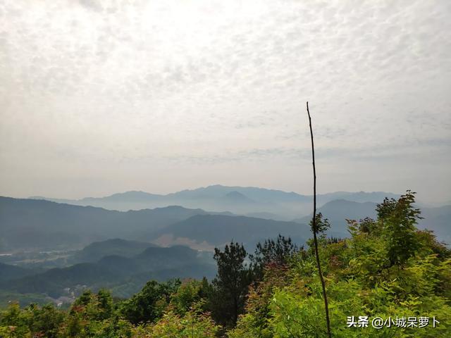 湖南青贮牧草哪里有卖