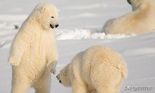 南极和北极最大的不同是什么?为什么企鹅和北极熊不住在一起