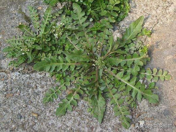 绿色蔬菜种植的前景，绿色蔬菜种植的前景如何