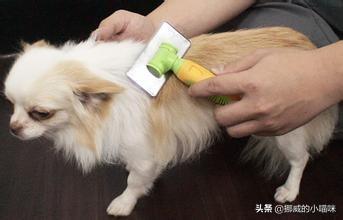 狗狗掉毛厉害是什么原因引起的,第13张