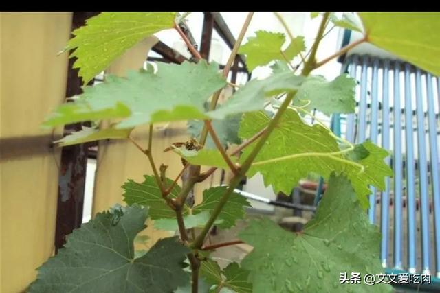 阳台葡萄种植方法,阳台葡萄种植方法与技术管理