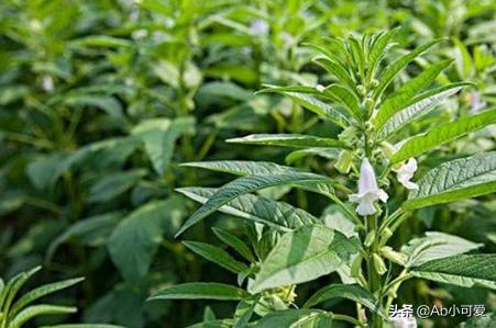 芝麻的种植方法和时间，芝麻的种植方法和时间视频