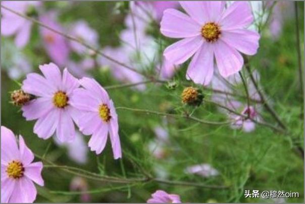 格桑花种子种植方法，格桑花种子种植方法步骤