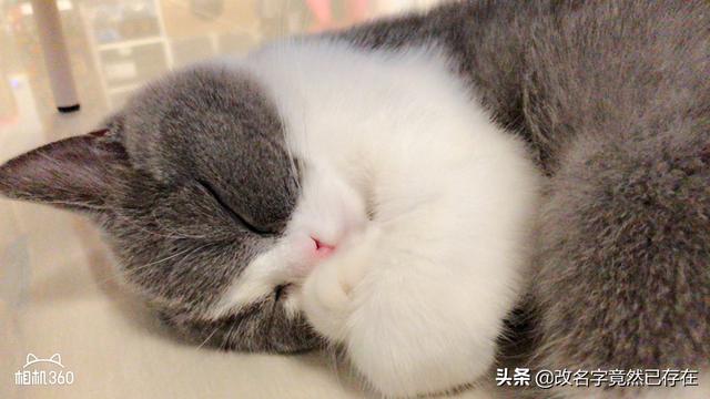 猫咪宠物市场100快，猫咪宠物市场在哪