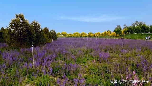 石家庄正定滹沱河花海免费游玩攻略？