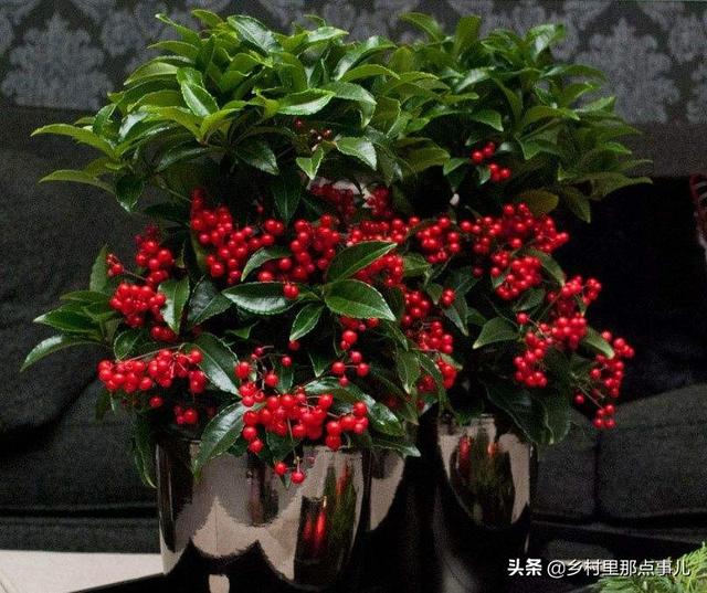 花金子绿植盆景怎么养护和管理(图2)