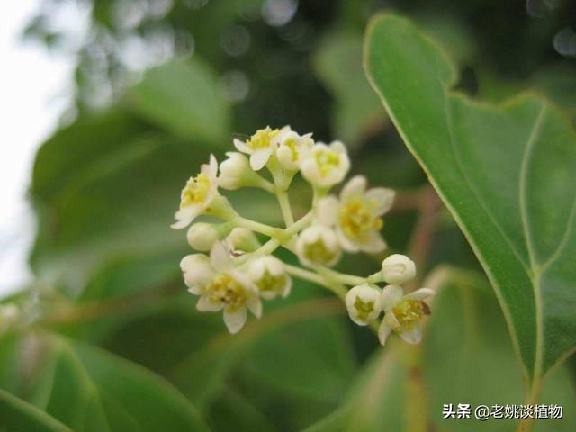 樟树图片（樟树图片简笔画）