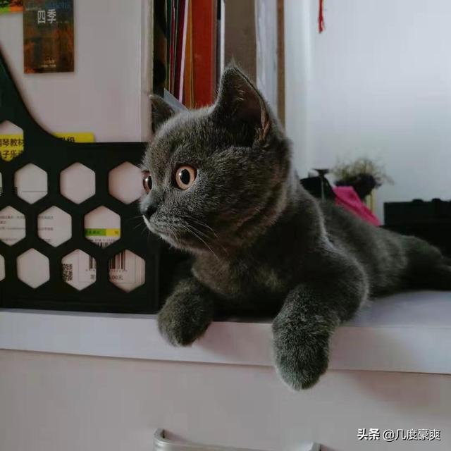 想养小猫,养几个月大的比较合适,比较容易建立关系