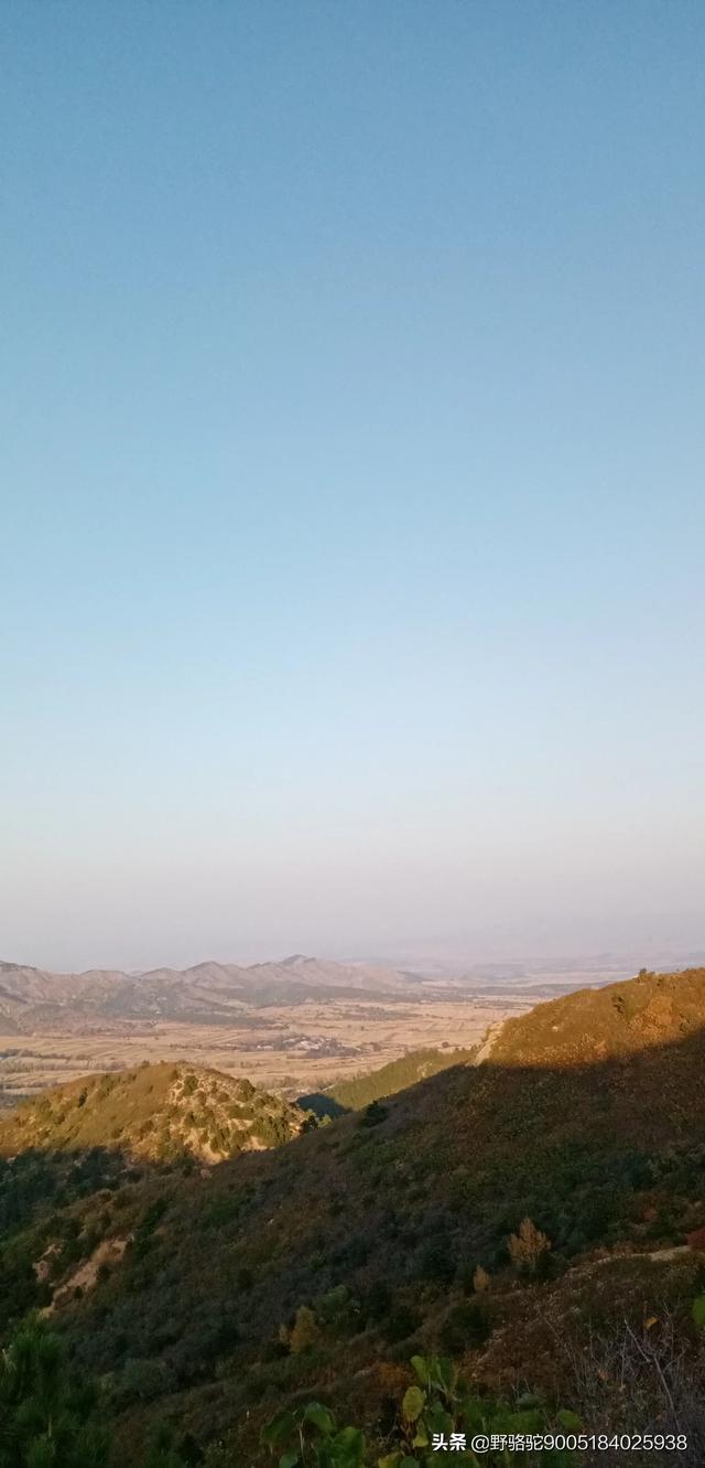 叶子花树,叶子花属