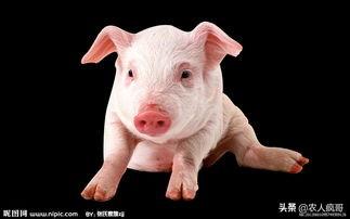 未来养猪行业的趋势发展前景如何 养猪的市场前景？