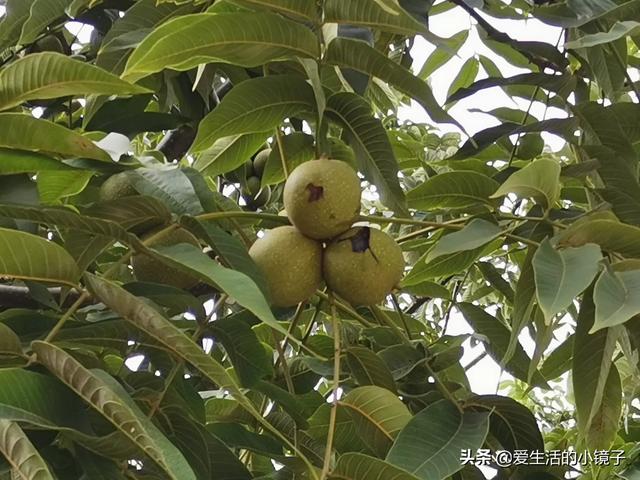 红河哪里有果园种植的,红河哪里有果园种植的地方