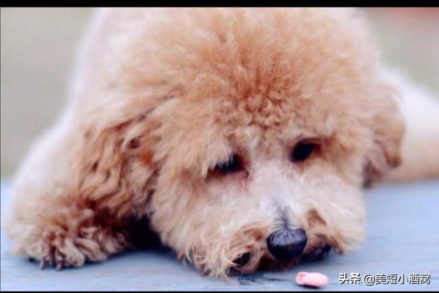 你们觉得狗狗临终前最希望主人做什么,第6张