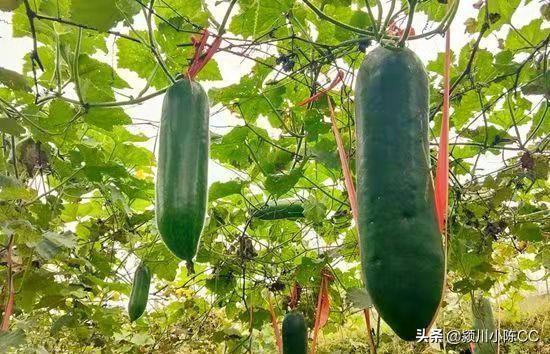 周公解梦梦见摘冬瓜（女人梦见冬瓜周公解梦）
