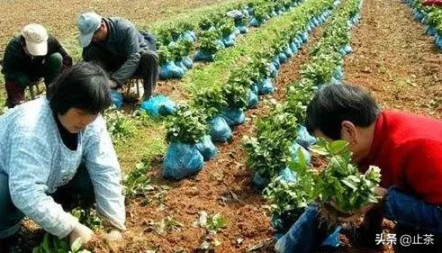 苗木种植属于什么行业 施肥类别 种植的