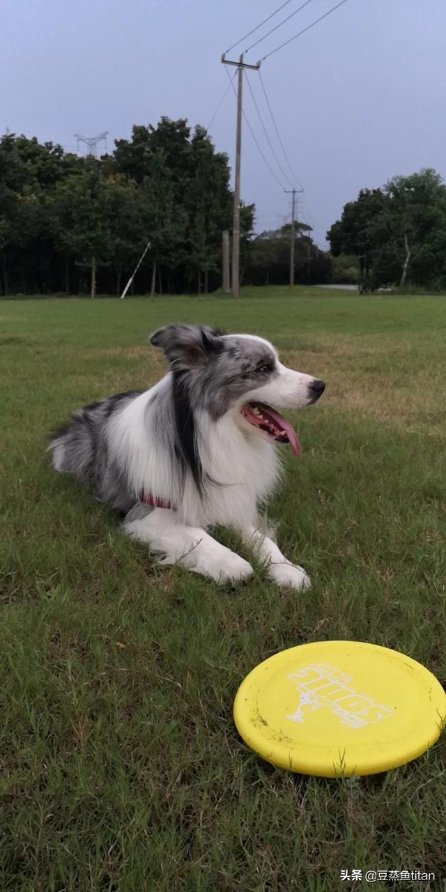 邊境牧羊犬圖片?金邊邊境牧羊犬圖片!