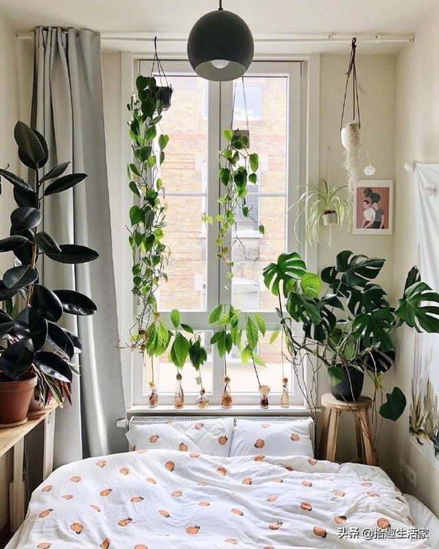 新栽培的太阳花怎么养护和管理(图6)