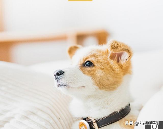 寵物追蹤app?寵物追蹤器什么牌子好!