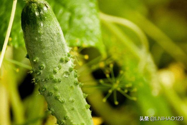 蔬菜种植多层架子，蔬菜种植多层架子图片